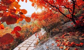 远山的红叶主题曲 远山的红叶主题曲